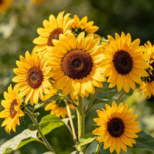 Double multi - head yellow with green center Sunflower Seeds - Verdseeds