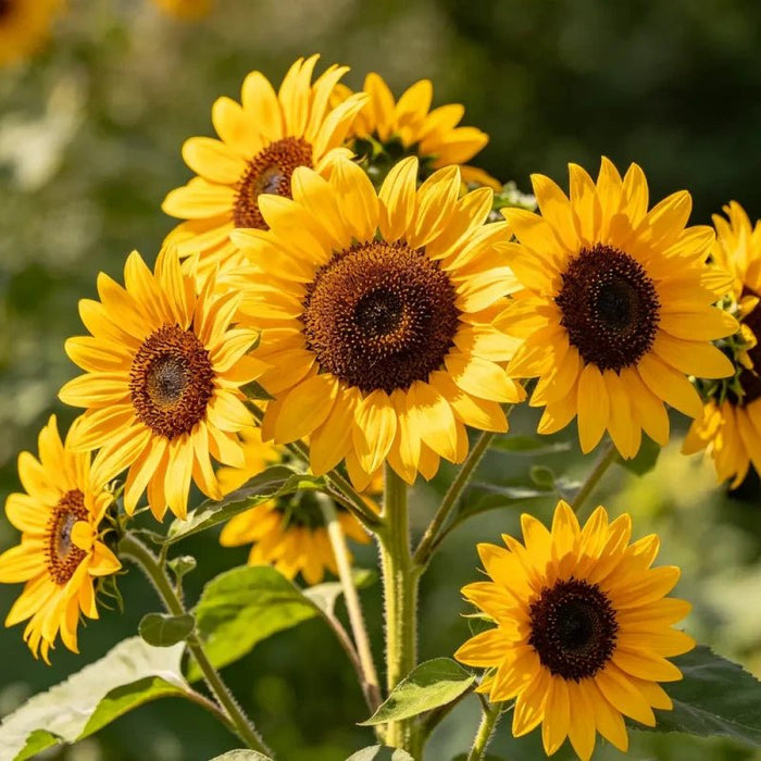 Double multi - head yellow with green center Sunflower Seeds - Verdseeds