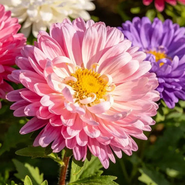 Double Petaled Mixed Color Aster Seeds - Verdseeds