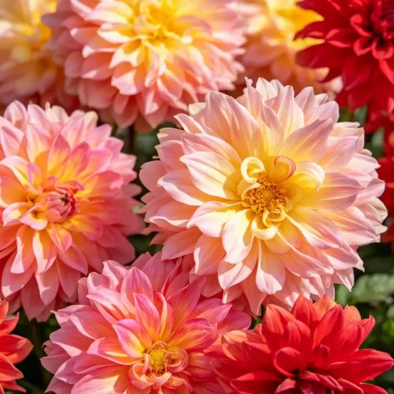 Double Petaled Mixed Color Dahlia Seeds - Verdseeds