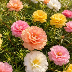Double Petaled Mixed Color Moss Rose Seeds - Verdseeds