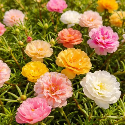 Double Petaled Mixed Color Moss Rose Seeds - Verdseeds