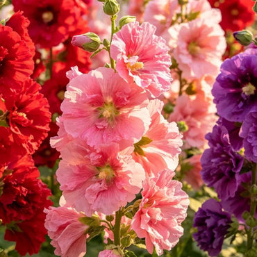 Double Petaled Mixed Hollyhock Seeds - Verdseeds