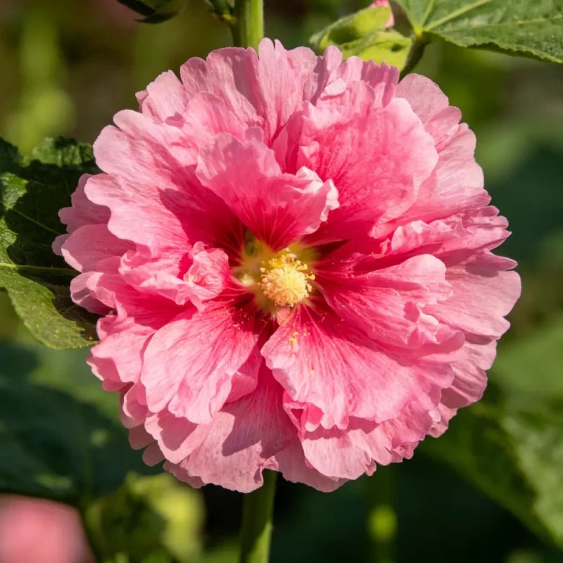 Double Petaled Pink Hollyhock Seeds - Verdseeds