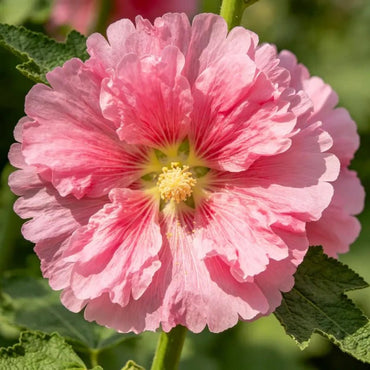 Double Petaled Pink Hollyhock Seeds - Verdseeds