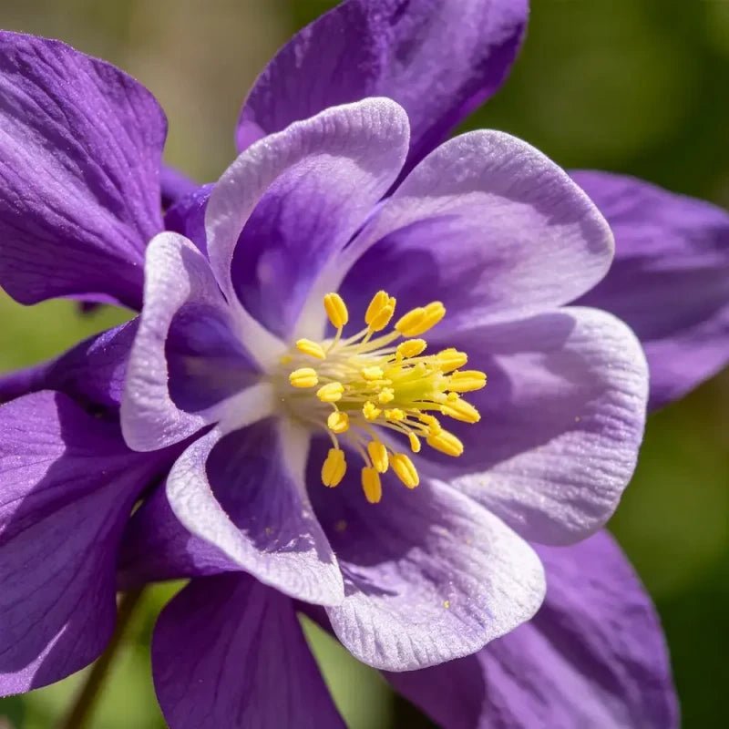 Double petaled purple Columbine Seeds - Verdseeds