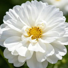 Double white petals Cosmos Seeds - Verdseeds