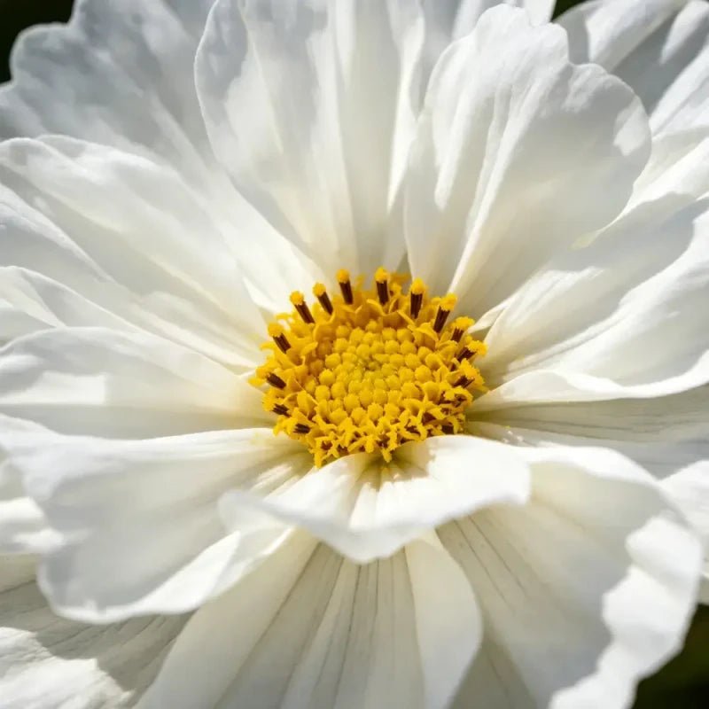 Double white petals Cosmos Seeds - Verdseeds
