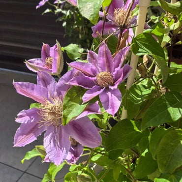 Dr. Ruppel Clematis Seeds - Verdseeds