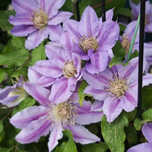 Dr. Ruppel Clematis Seeds - Verdseeds