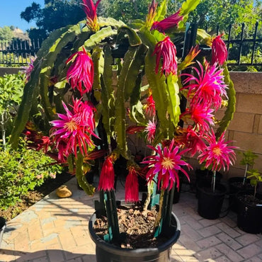 Dragon Fruit Seeds - Verdseeds