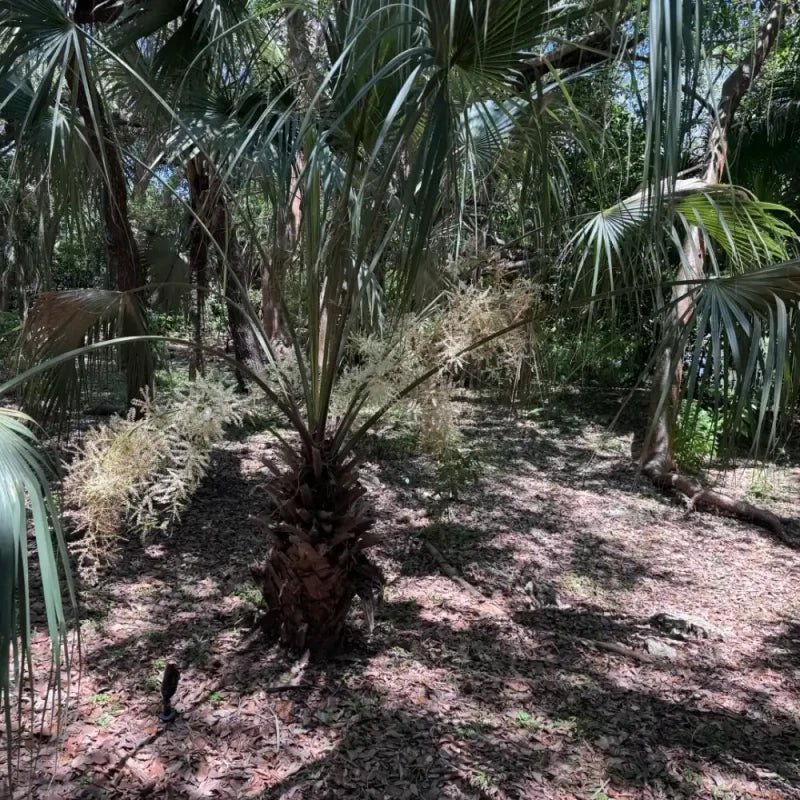 Dragon Scale Palm Seeds - Verdseeds