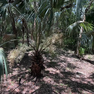Dragon Scale Palm Seeds - Verdseeds