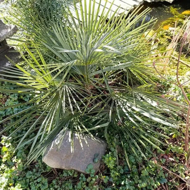 Dragon Scale Palm Seeds - Verdseeds