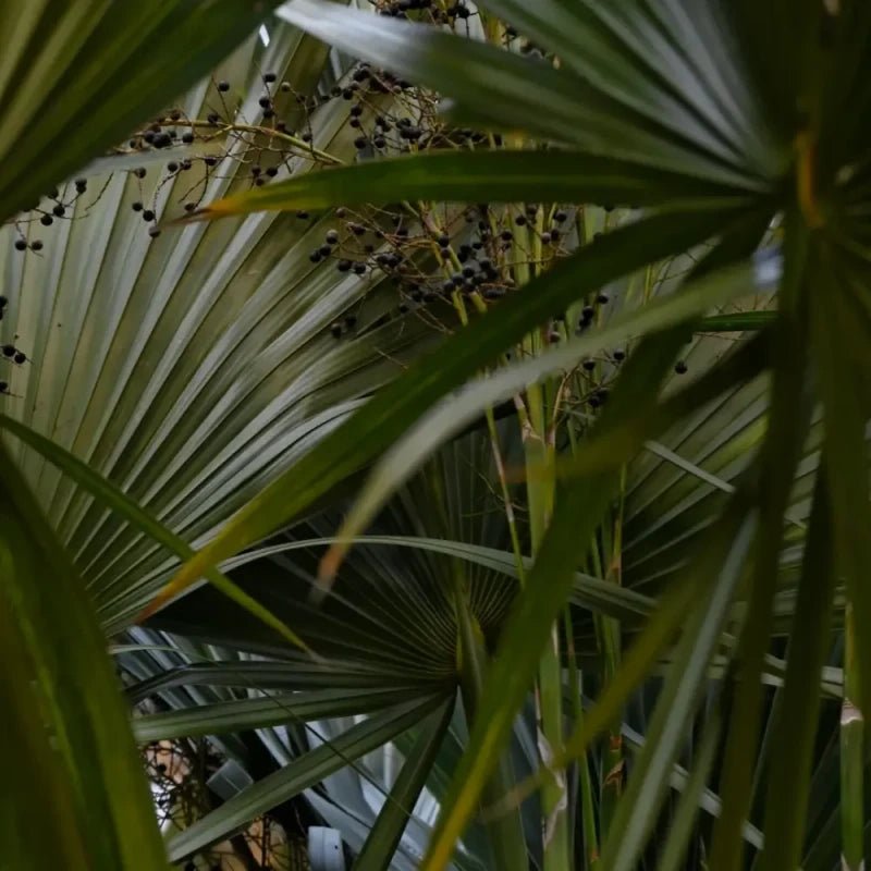 Dragon Scale Palm Seeds - Verdseeds