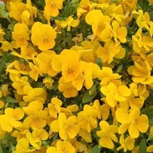 Dream Butterfly Series Large Pansy Pure Yellow Butterfly Shaped Seeds - Verdseeds