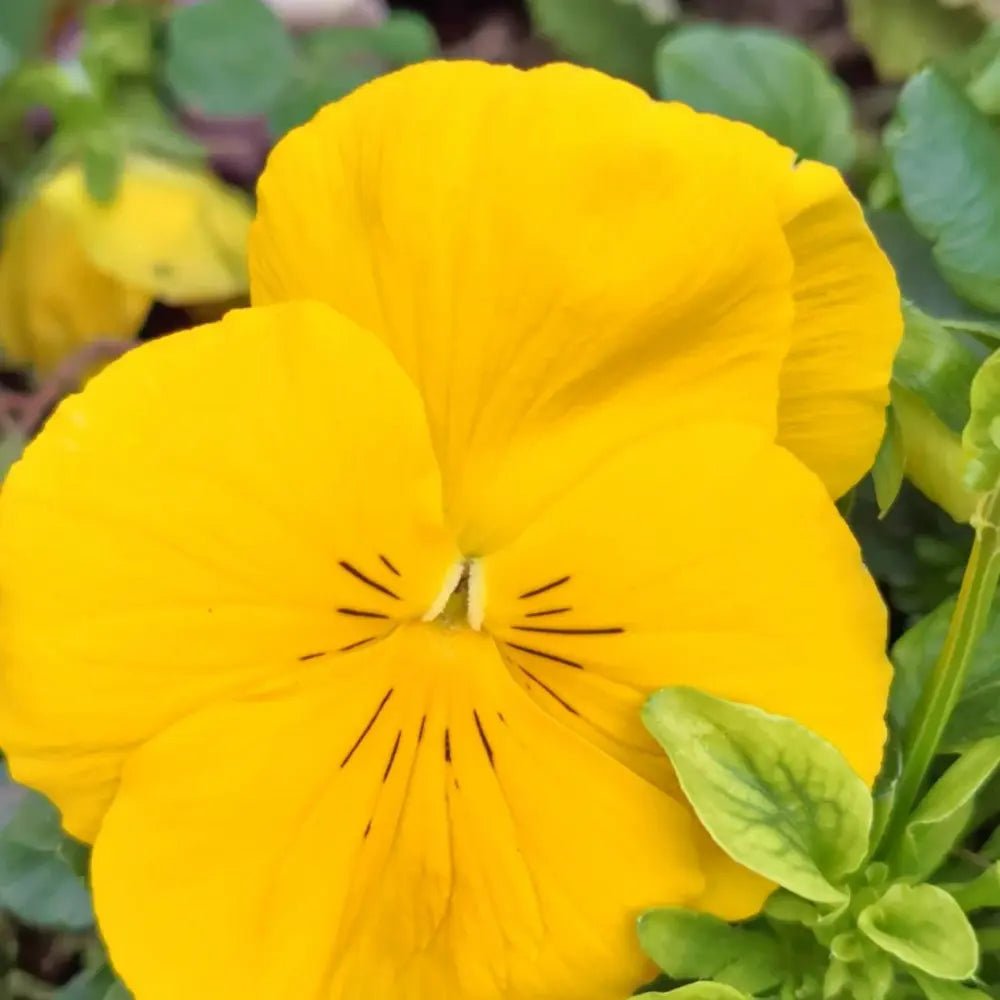 Dream Butterfly Series Large Pansy Pure Yellow Butterfly Shaped Seeds - Verdseeds