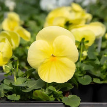 Dream Butterfly Series Large Pansy Pure Yellow Butterfly Shaped Seeds - Verdseeds