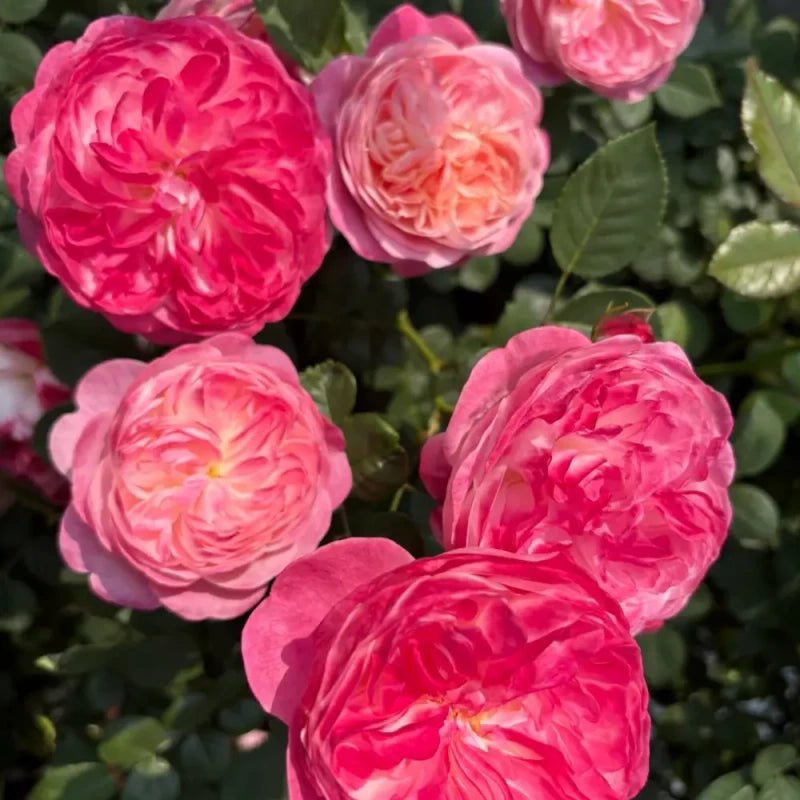 Dream Halo Garden Rose Seeds - Verdseeds