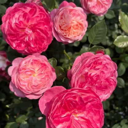Dream Halo Garden Rose Seeds - Verdseeds