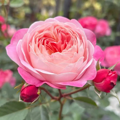 Dream Halo Garden Rose Seeds - Verdseeds