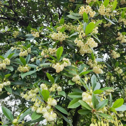 Japanese Blueberry Tree Seeds
