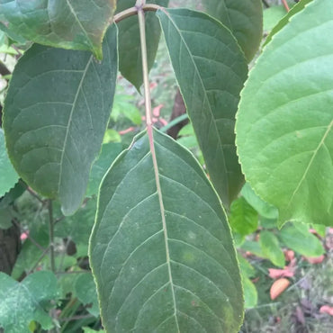 Hardy Rubber Tree Seeds