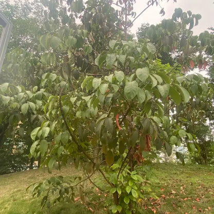 Hardy Rubber Tree Seeds