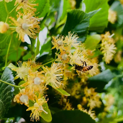Linden Seeds