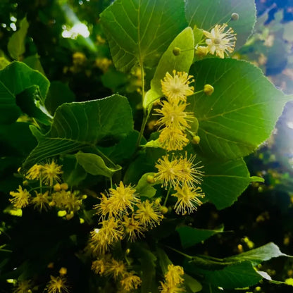 Linden Seeds