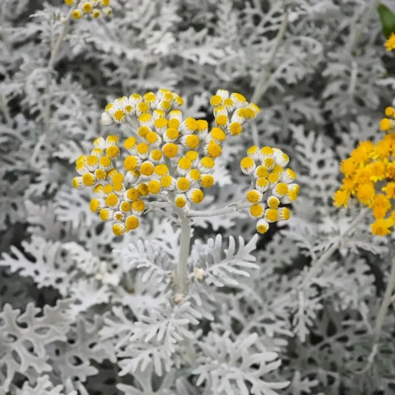 Dusty Miller Seeds - Verdseeds