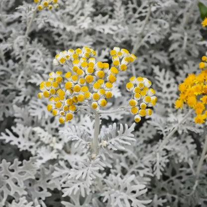 Dusty Miller Seeds - Verdseeds