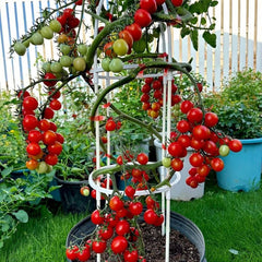 Dwarf Cherry Tomato Seeds - Verdseeds