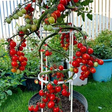Dwarf Cherry Tomato Seeds - Verdseeds