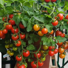Dwarf Cherry Tomato Seeds - Verdseeds