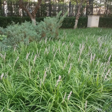 Lilyturf