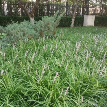 Dwarf Lilyturf Seeds - Verdseeds