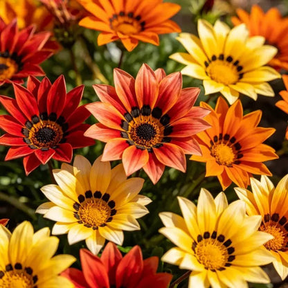 Dwarf Mixed Color Gazania Seeds - Verdseeds