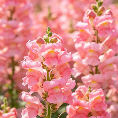 Dwarf Rose Snapdragon Seeds - Verdseeds
