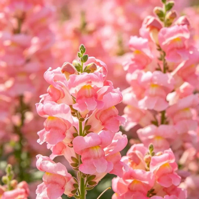 Dwarf Rose Snapdragon Seeds - Verdseeds