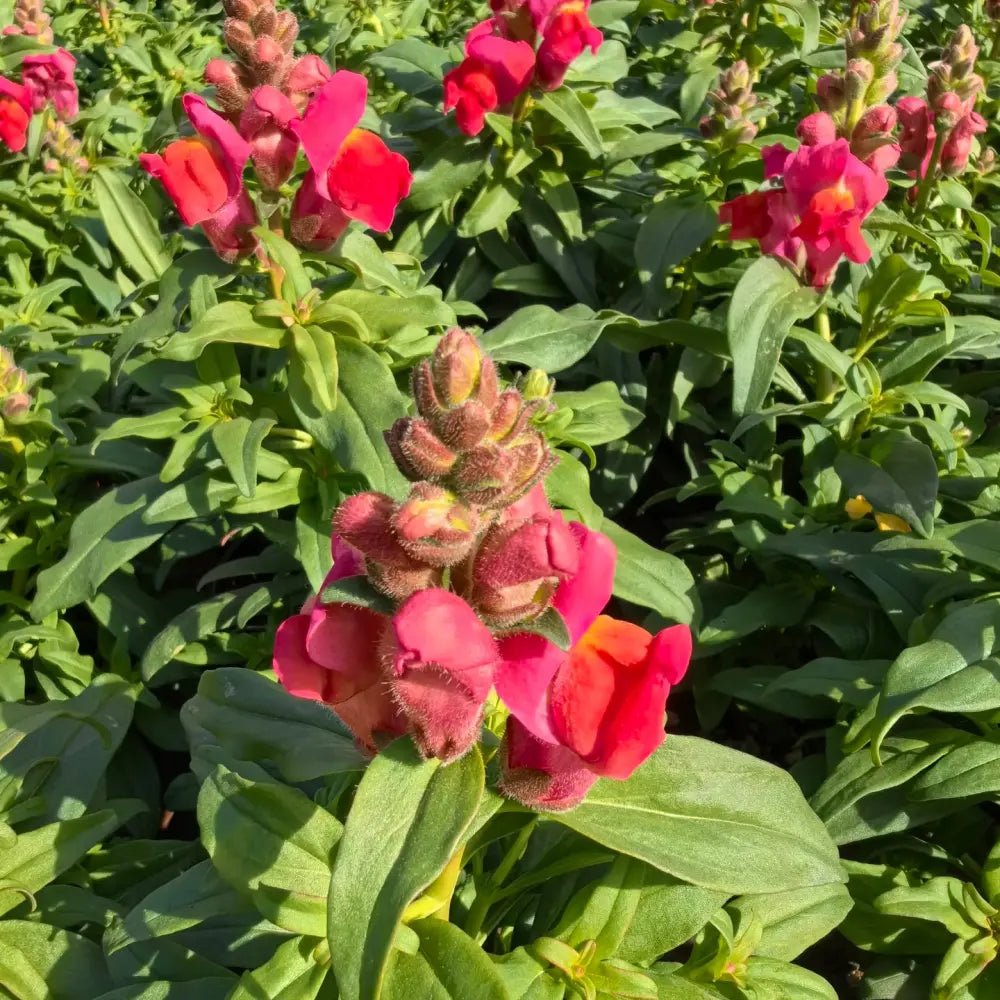Dwarf Series Red Snapdragon Seeds - Verdseeds