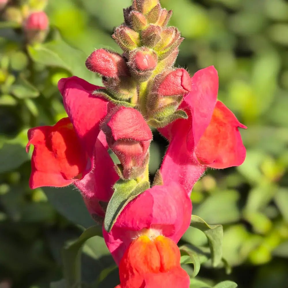 Dwarf Series Red Snapdragon Seeds - Verdseeds