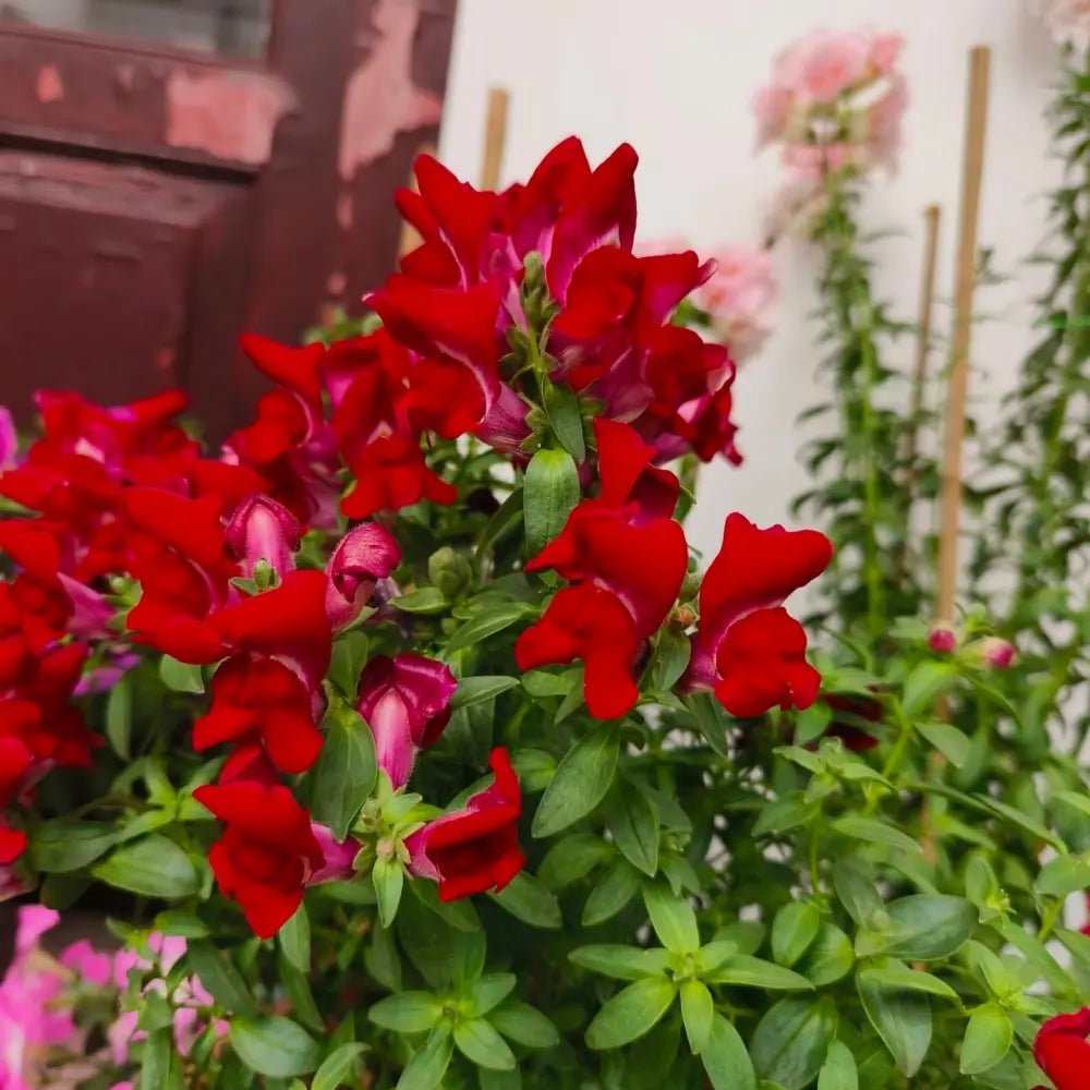 Dwarf Series Red Snapdragon Seeds - Verdseeds
