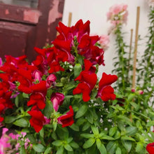 Dwarf Series Red Snapdragon Seeds - Verdseeds