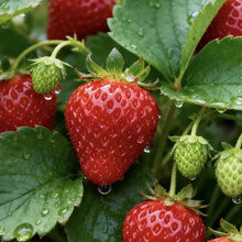 Dwarf Strawberry Seeds - Verdseeds