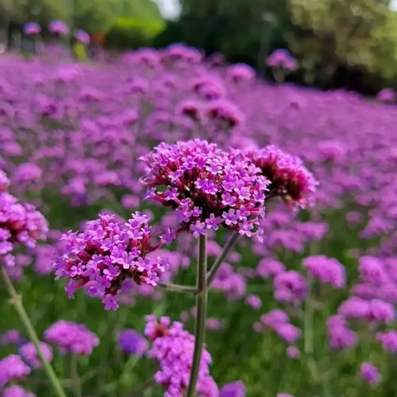 Dwarf Verbena Seeds - Verdseeds