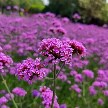 Dwarf Verbena Seeds - Verdseeds