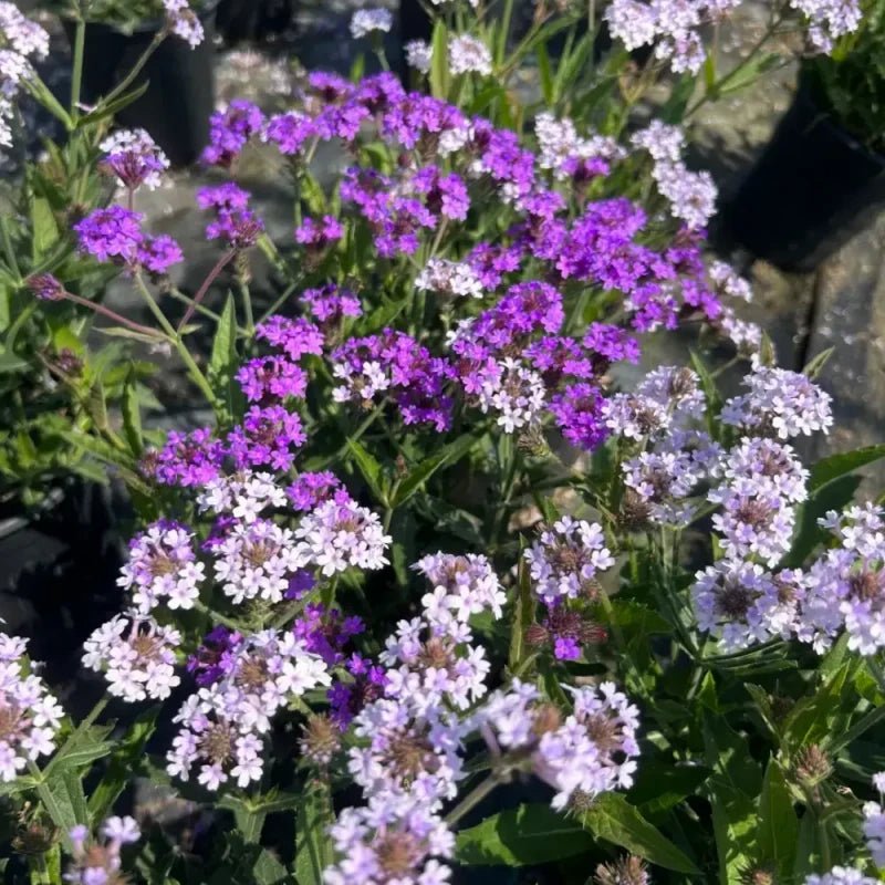 Dwarf Verbena Seeds - Verdseeds