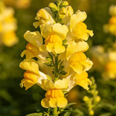Dwarf Yellow Snapdragon Seeds - Verdseeds