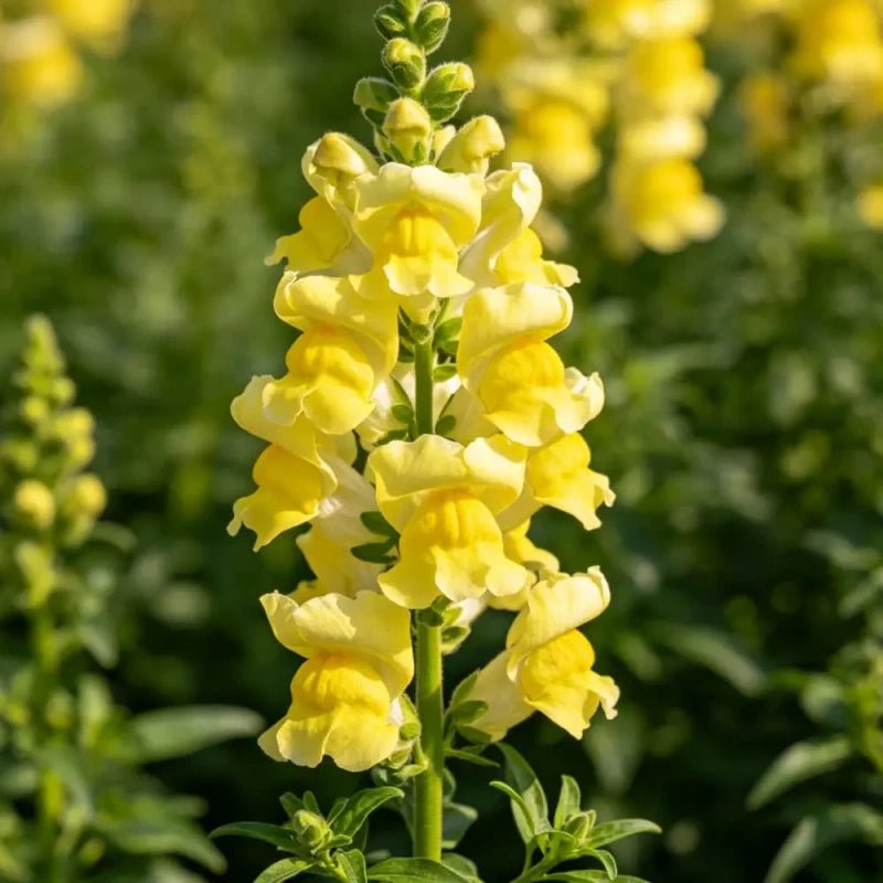 Dwarf Yellow Snapdragon Seeds - Verdseeds